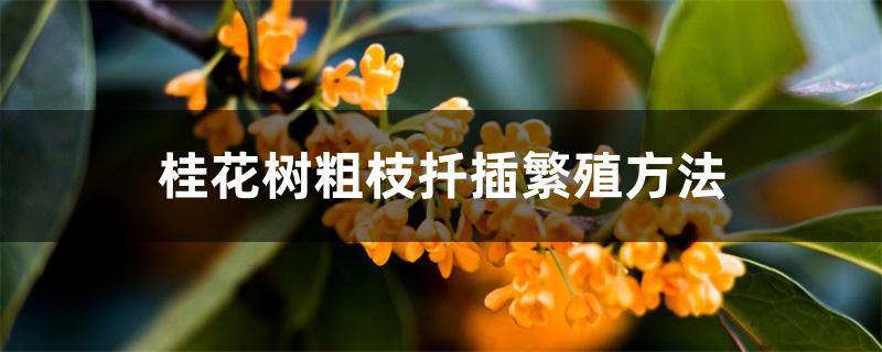 桂花树粗枝扦插繁殖方法 桂花树粗枝扦插繁殖方法