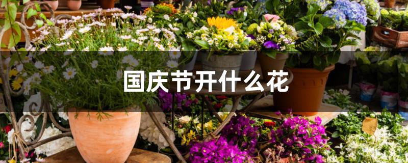 国庆节开什么花 国庆节开什么花