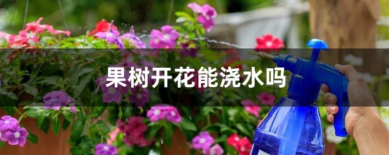 果树开花能浇水吗 果树开花能浇水吗