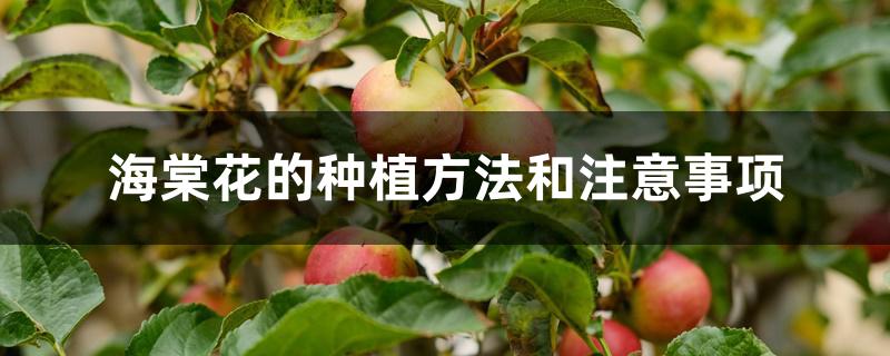 海棠花的种植方法和注意事项 海棠花的种植方法和注意事项