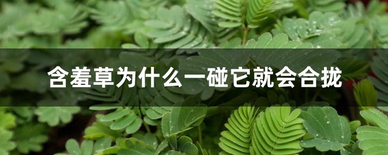 含羞草为什么一碰它就会合拢 含羞草为什么一碰它就会合拢