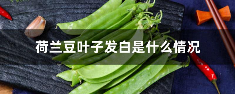 荷兰豆叶子发白是什么情况 荷兰豆叶子发白是什么情况