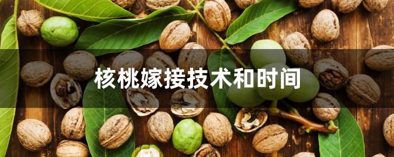 核桃嫁接技术和时间 核桃嫁接技术和时间