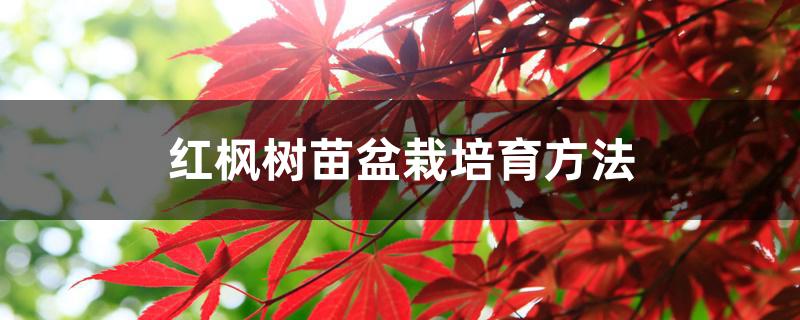 红枫树苗盆栽培育方法 红枫树苗盆栽培育方法