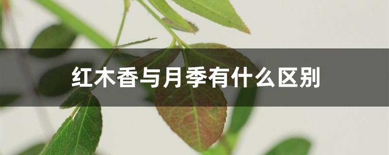 红木香与月季有什么区别 红木香与月季有什么区别