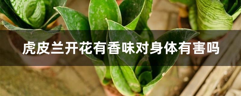 虎皮兰开花有香味对身体有害吗 虎皮兰开花有香味对身体有害吗