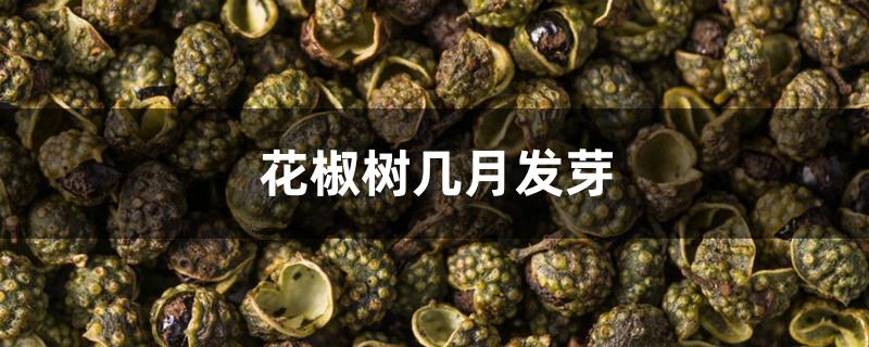 花椒树几月发芽 花椒树几月发芽
