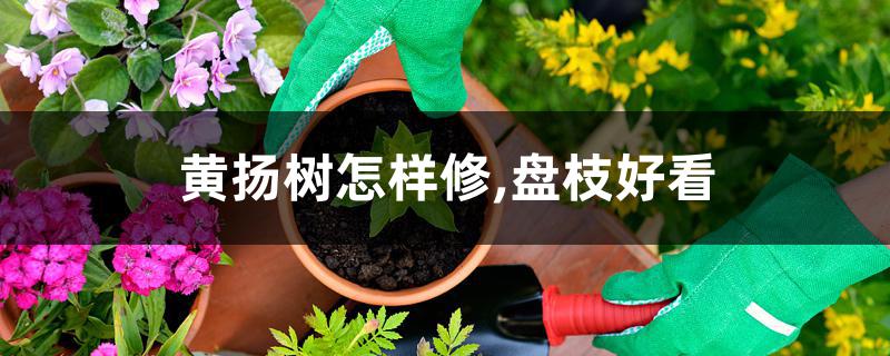 黄扬树怎样修,盘枝好看 黄扬树怎样修,盘枝好看