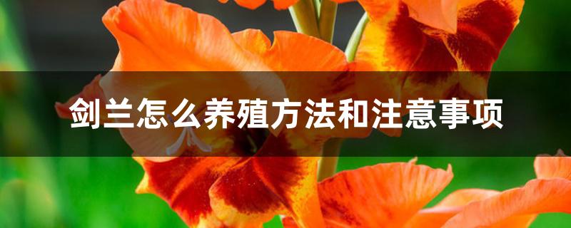 剑兰怎么养殖方法和注意事项 剑兰怎么养殖方法和注意事项