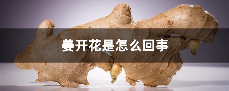 姜开花是怎么回事 姜开花是怎么回事