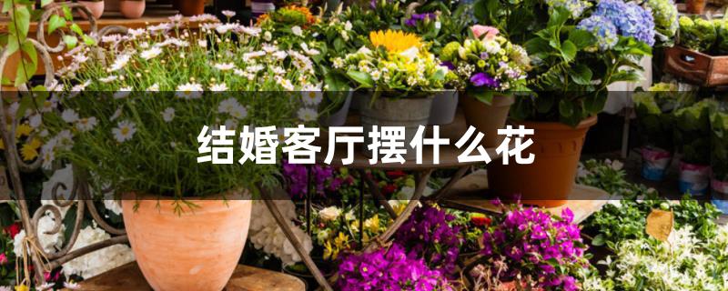 结婚客厅摆什么花 结婚客厅摆什么花