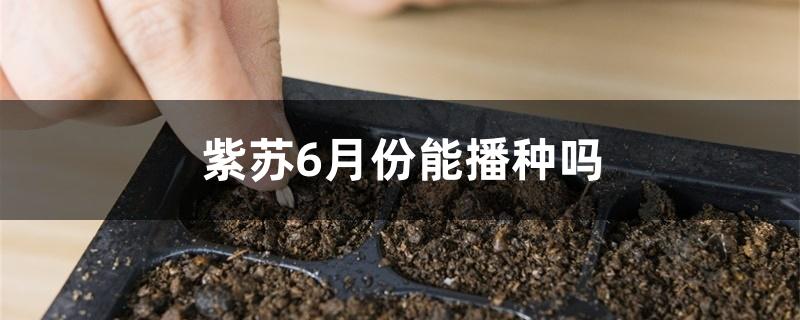 紫苏6月份能播种吗 紫苏6月份能播种吗