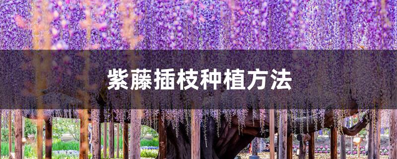 紫藤插枝种植方法 紫藤插枝种植方法
