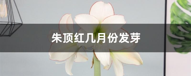 朱顶红几月份发芽 朱顶红几月份发芽