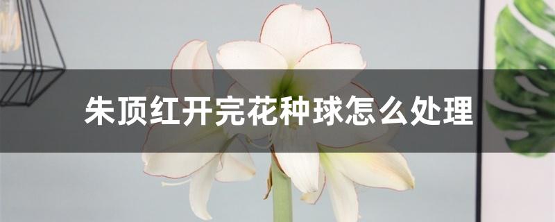朱顶红开完花种球怎么处理 朱顶红开完花种球怎么处理