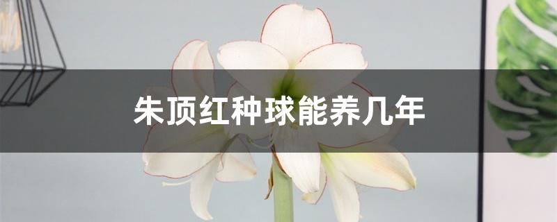 朱顶红种球能养几年 朱顶红种球能养几年