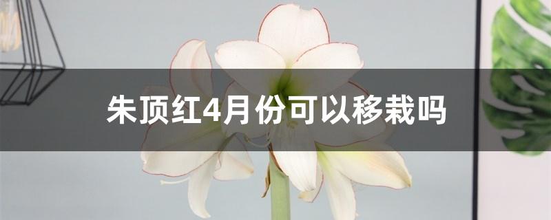 朱顶红4月份可以移栽吗 朱顶红4月份可以移栽吗
