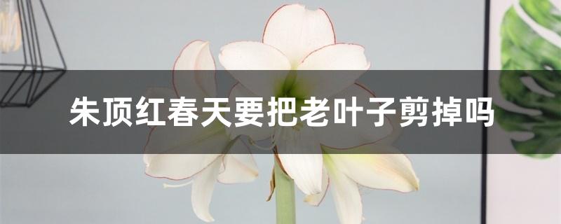 朱顶红春天要把老叶子剪掉吗 朱顶红春天要把老叶子剪掉吗