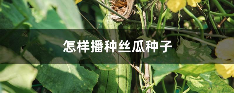 怎样播种丝瓜种子 怎样播种丝瓜种子