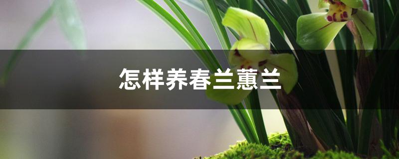 怎样养春兰蕙兰 怎样养春兰蕙兰