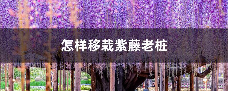 怎样移栽紫藤老桩