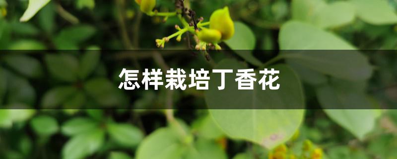 怎样栽培丁香花 怎样栽培丁香花