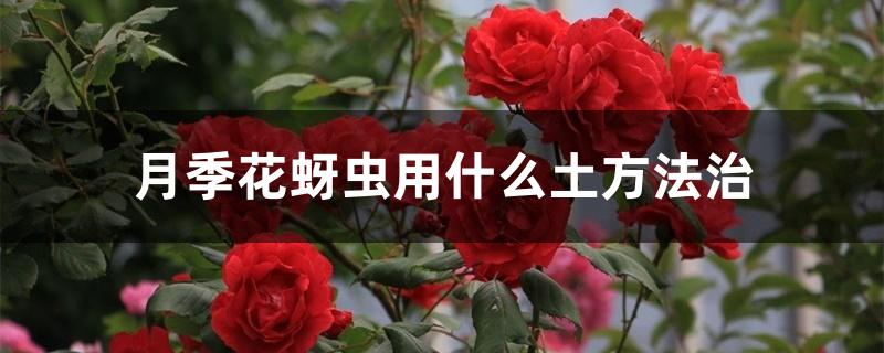 月季花蚜虫用什么土方法治 月季花蚜虫用什么土方法治
