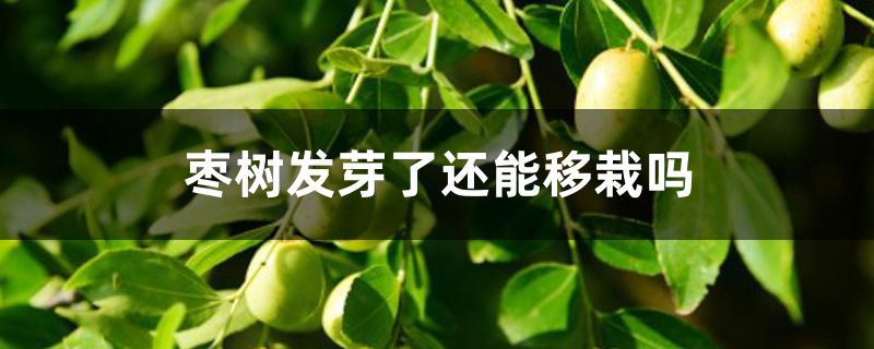 枣树发芽了还能移栽吗 枣树发芽了还能移栽吗