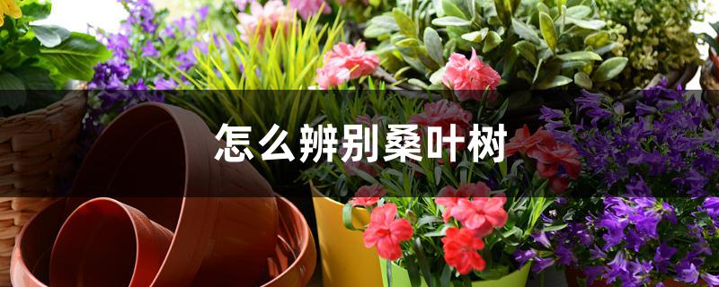 怎么辨别桑叶树 怎么辨别桑叶树