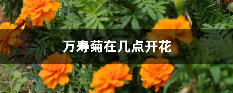 万寿菊在几点开花