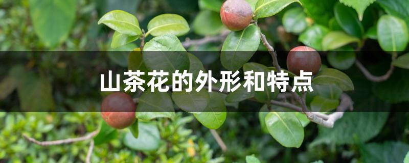 山茶花的外形和特点 山茶花的外形和特点