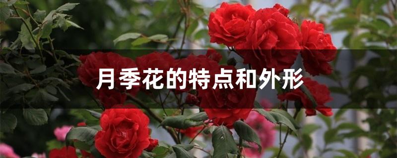 月季花的特点和外形 月季花的特点和外形