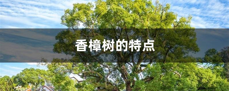 香樟树的特点 香樟树的特点