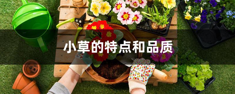 小草的特点和品质 小草的特点和品质