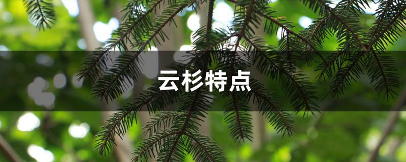 云杉特点 云杉特点