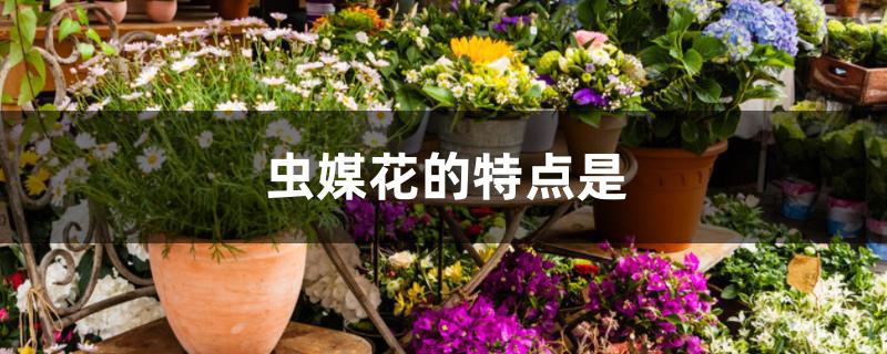 虫媒花的特点是 虫媒花的特点是