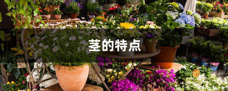 茎的特点 茎的特点