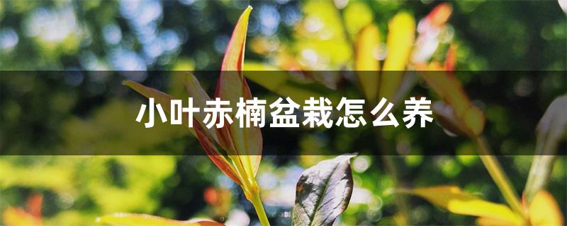 小叶赤楠盆栽怎么养 小叶赤楠盆栽怎么养
