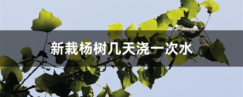 新栽杨树几天浇一次水 新栽杨树几天浇一次水