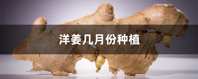 洋姜几月份种植 洋姜几月份种植