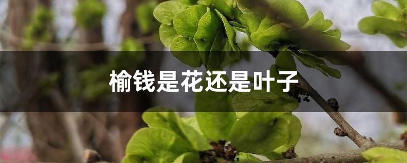 榆钱是花还是叶子 榆钱是花还是叶子