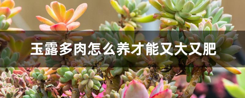 玉露多肉怎么养才能又大又肥 玉露多肉怎么养才能又大又肥