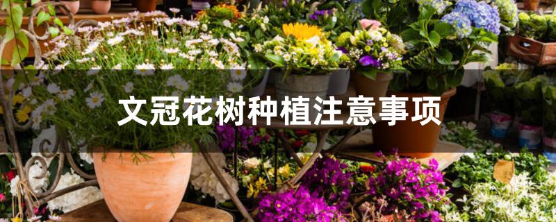文冠花树种植注意事项 文冠花树种植注意事项