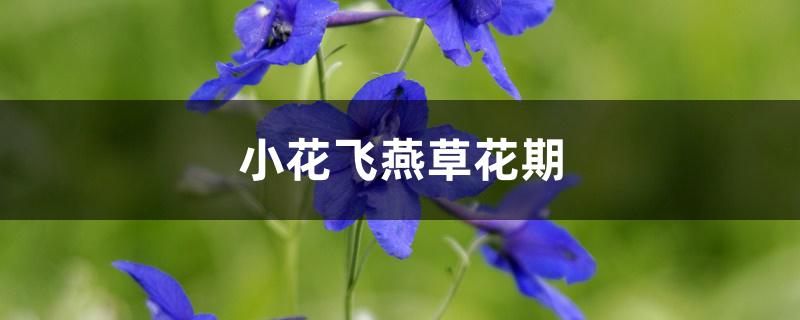 小花飞燕草花期 小花飞燕草花期