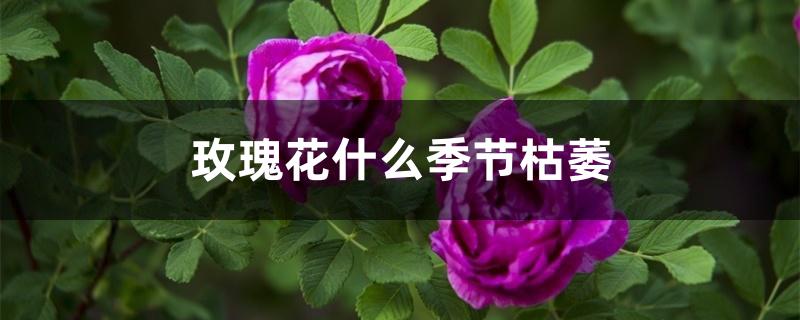 玫瑰花什么季节枯萎 玫瑰花什么季节枯萎