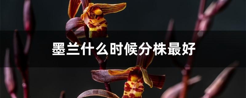 墨兰什么时候分株最好 墨兰什么时候分株最好
