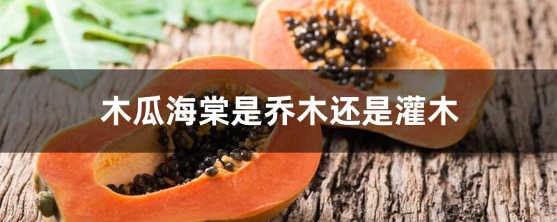 木瓜海棠是乔木还是灌木 木瓜海棠是乔木还是灌木
