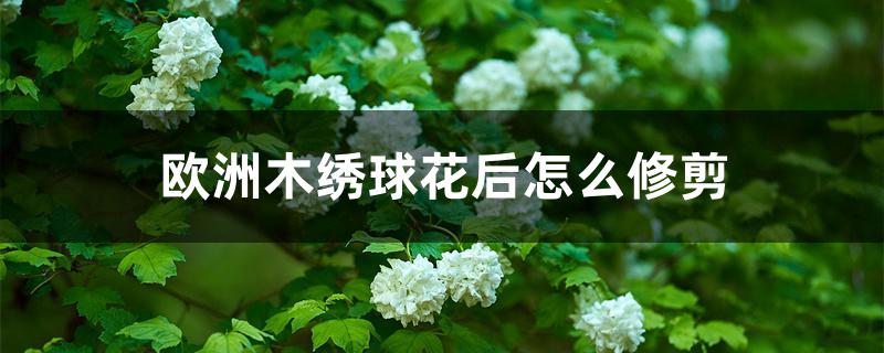 欧洲木绣球花后怎么修剪 欧洲木绣球花后怎么修剪
