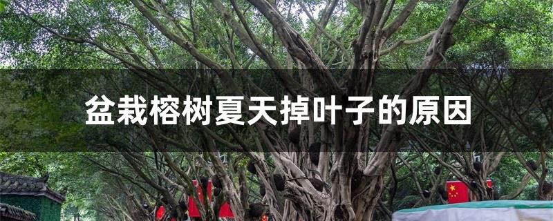 盆栽榕树夏天掉叶子的原因 盆栽榕树夏天掉叶子的原因