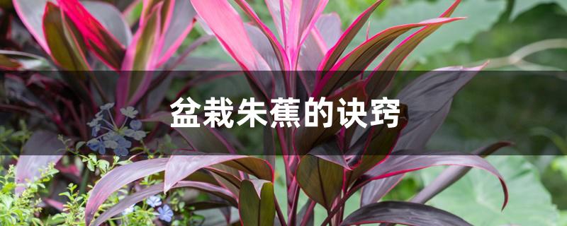 盆栽朱蕉的诀窍 盆栽朱蕉的诀窍